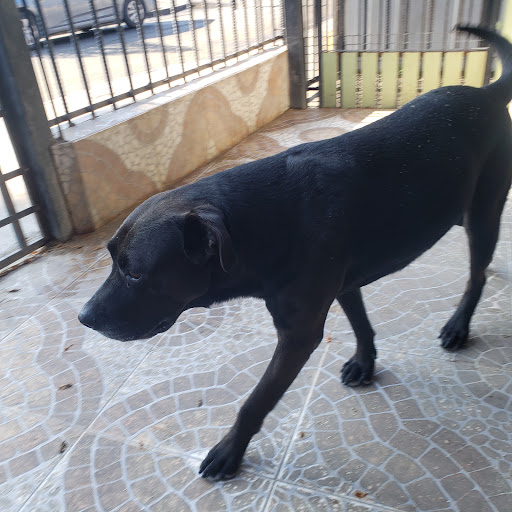 Clínica Veterinaria DogTores