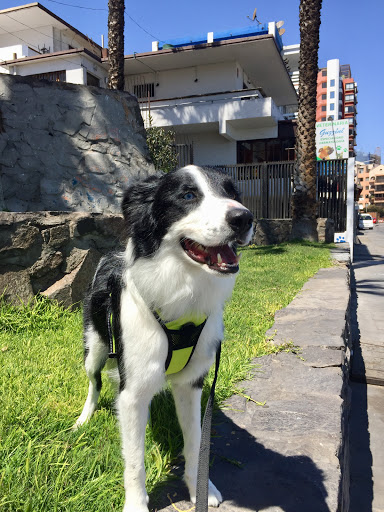 Clínica Veterinaria Guzzini