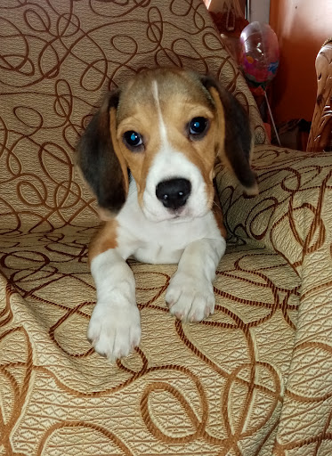 Clínica Veterinaria San Nicolás