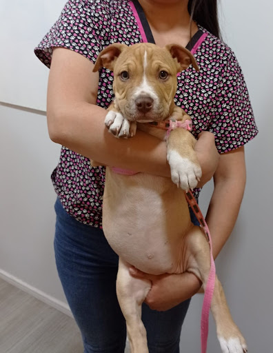Clínica veterinaria Dallas