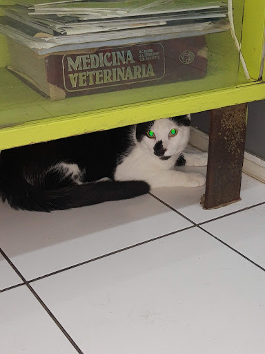 Clinical Pet