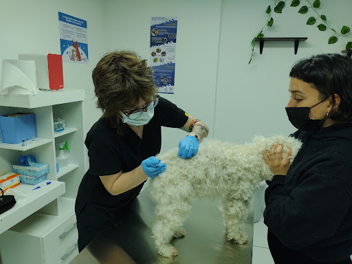 Consulta Veterinaria Vegtevet