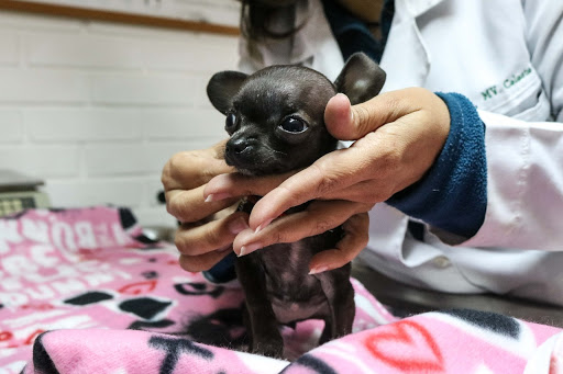Hospital Clínico Veterinario El Rincón de San Francisco