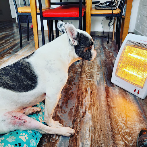 Pet Veterinary Center