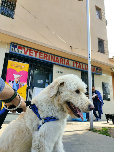 Veterinaria Italiana