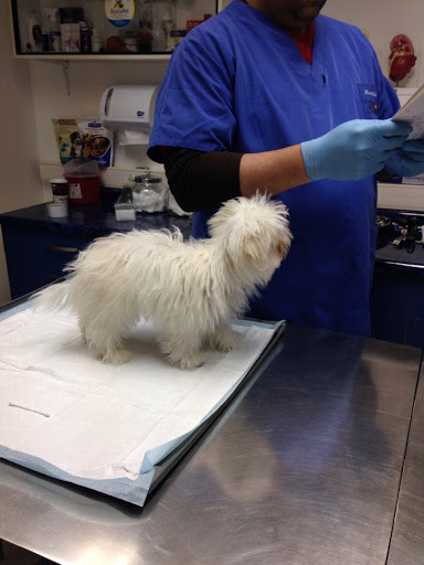 Veterinary Clinic Lomasvet
